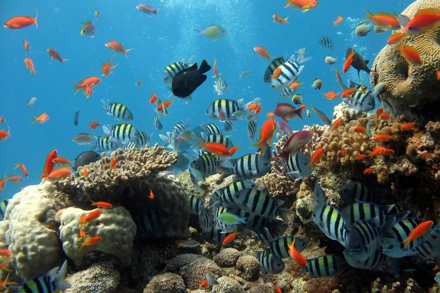 aitutaki isole cook