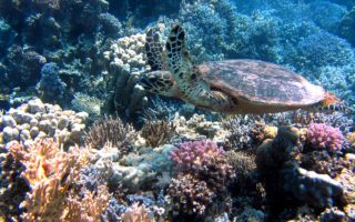 Egitto barriera corallina: il mare più bello dove tuffarsi