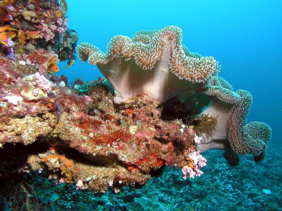 meteo maldive per snorkeling